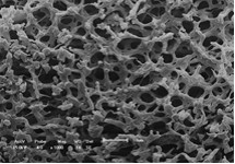 SEM image of a nanofoam.