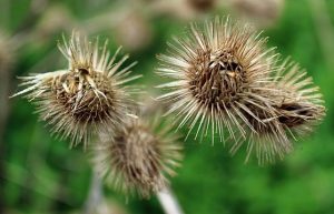 Fruits of a plant of the genus Arctium, similar to those that inspired the invention. Credits: https://en.wikipedia.org/wiki/Bur#/media/File:Burdock_Hooks.jpg