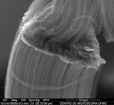 Imagem de microscopia eletrônica de varredura de feixes de nanotubos de carbono que cresceram a partir de ambos os lados de um floco de alumínio. 