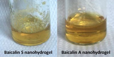 Macroscopic appearance of baicalin sonicated (S) and autoclaved (A) nanohydrogels. European Journal of Pharmaceutics and Biopharmaceutics. (2018) 127, 244-249. DOI: 10.1016/j.ejpb.2018.02.015