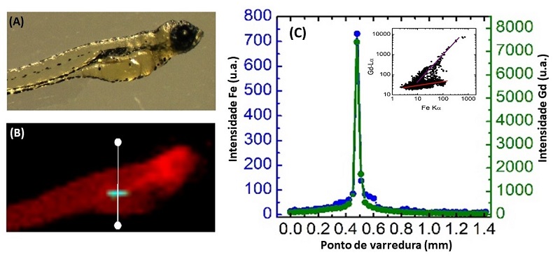 Análises de microscopia de fluorescência de raios X com luz sincrotron (SXRF) dos embriões de zebrafish após exposição à nanoplataforma por 72 horas. (A) Imagem de microscopia óptica dos embriões; (B) Imagem de SXRF dos embriões demonstrando a acumulação da nanoplataforma no trato intestinal; e (C) Espectro de fluorescência de raios-X, demonstrando a co-localização espacial dos elementos Fe e Gd no trato intestinal dos embriões de Zebrafish.