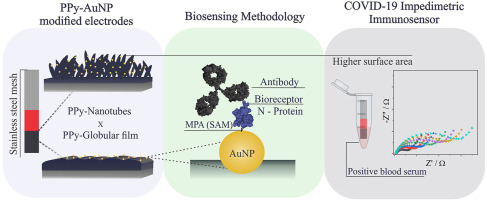 Left: representation of biosensor electrodes coated with nanotubular or granulated polypyrrole and gold nanoparticles. Center: SARS-CoV-2 protein immobilized on the nanoparticle and interacting with the antibody. Right: Device detecting antibodies in a blood sample.